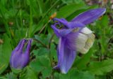 Aquilegia flabellata