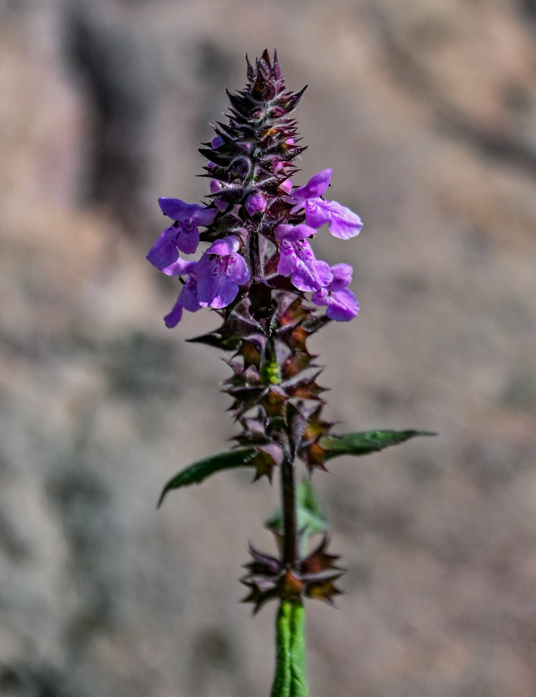 Image of Stachys palustris specimen.