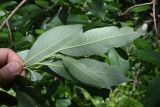 Salix kazbekensis