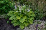 Hosta albomarginata