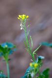 Sinapis arvensis
