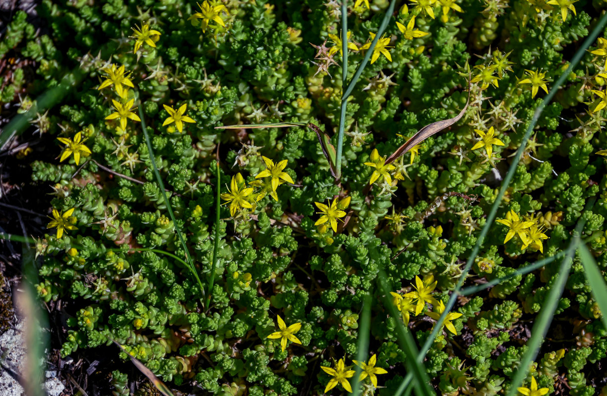 Image of Sedum acre specimen.