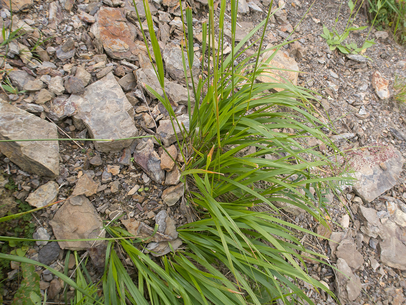 Изображение особи Calamagrostis balkharica.