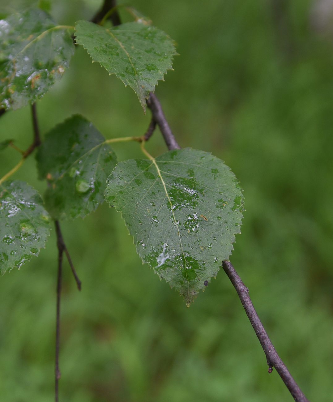 Image of genus Betula specimen.