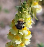 Linaria vulgaris