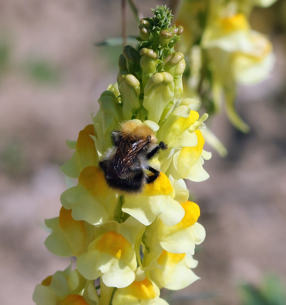 Изображение особи Linaria vulgaris.