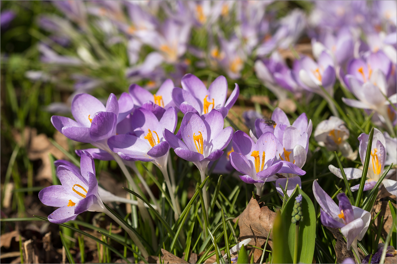 Изображение особи Crocus tommasinianus.