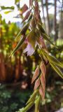 Thalia geniculata