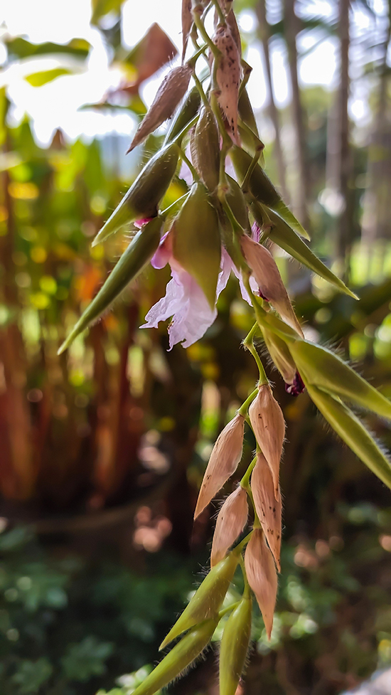 Image of Thalia geniculata specimen.