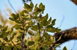 Quercus suber. Верхушка ветви. Краснодарский край, Сочи, Адлерский р-н, парк \"Южные культуры\", в культуре. 09.03.2025.