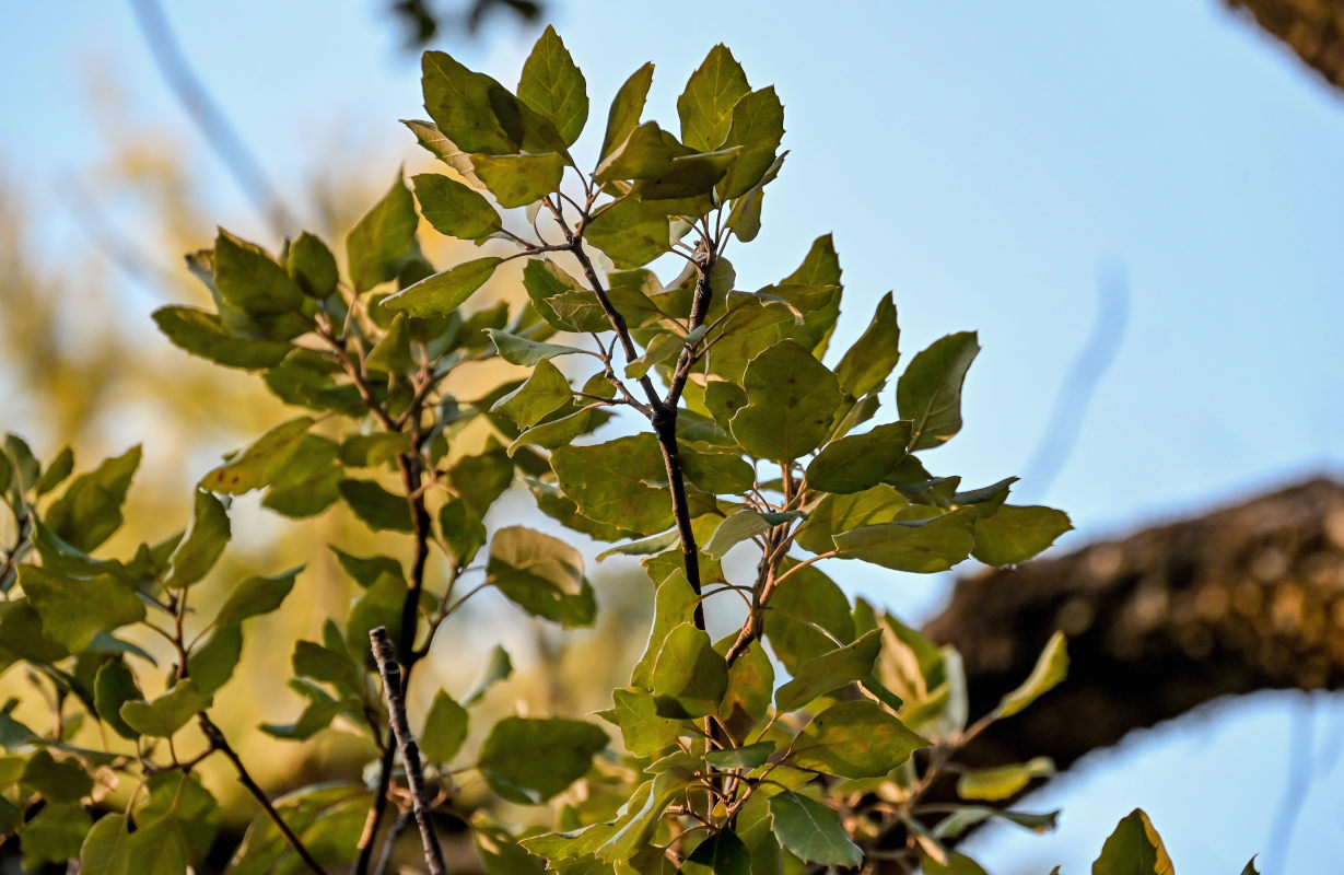 Изображение особи Quercus suber.