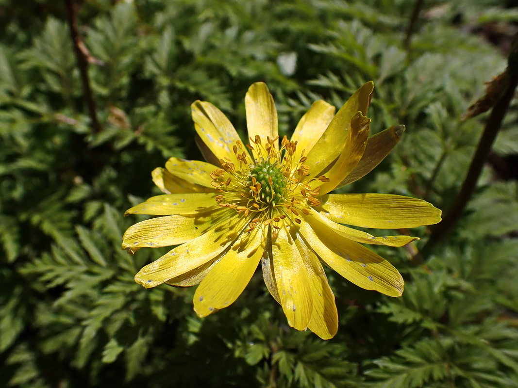 Image of Adonis amurensis specimen.