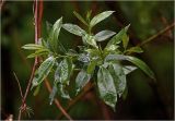 Salix triandra. Побеги с листьями. Московская обл., Раменский р-н, окр. дер. Хрипань, садовый участок. 20.05.2025.