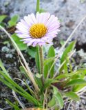 Erigeron thunbergii