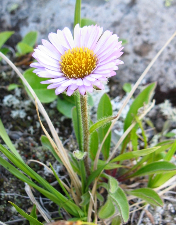 Image of Erigeron thunbergii specimen.