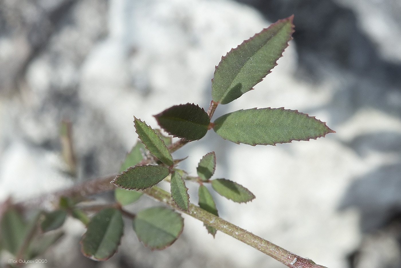 Image of Melilotus neapolitanus specimen.