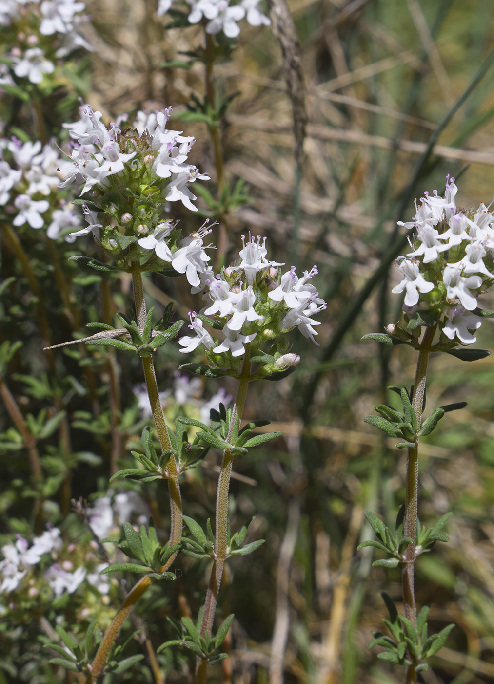 Image of Thymus vulgaris specimen.