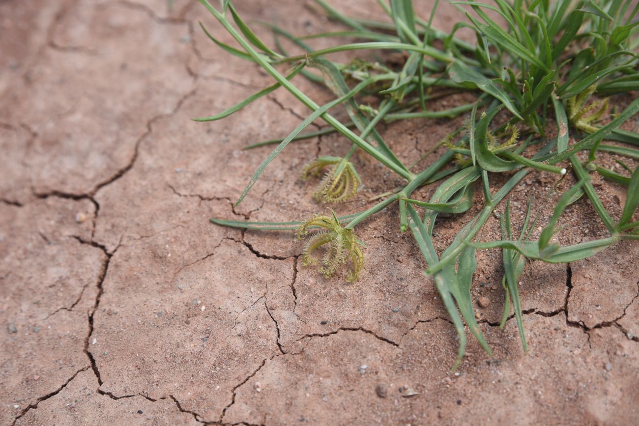 Image of Koelpinia linearis specimen.