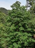 Magnolia officinalis. Крона плодоносящего дерева. Китай, пров. Аньхой, национальный парк \"Хуаншань\", ≈ 1000 м н.у.м., опушка смешанного леса. 30.05.2025.