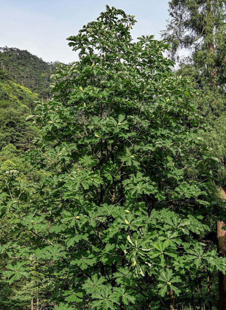 Изображение особи Magnolia officinalis.