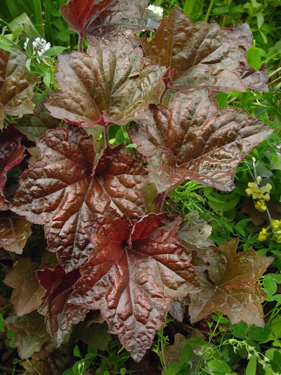 Image of Heuchera &times; hybrida specimen.