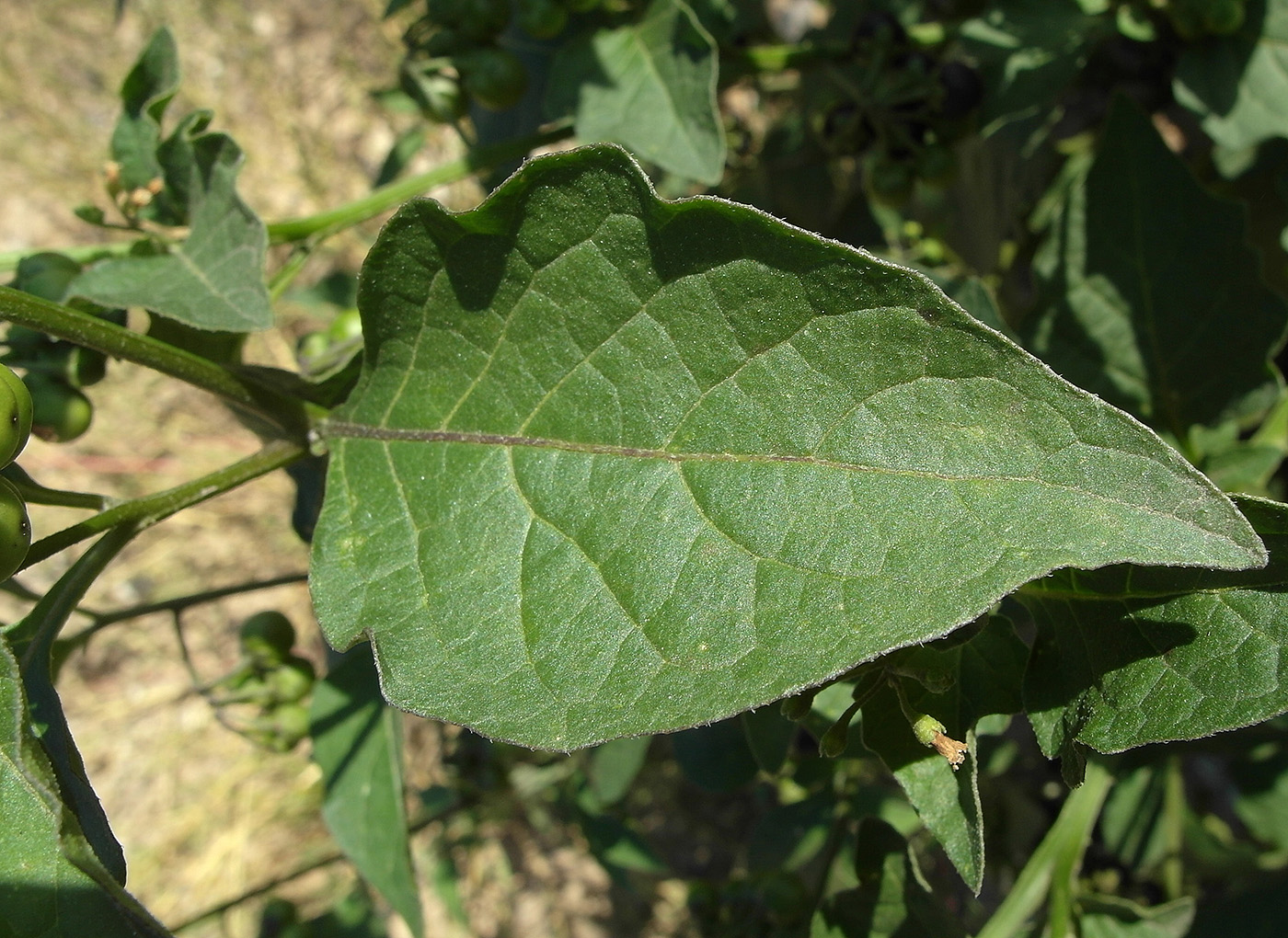 Изображение особи Solanum nigrum.