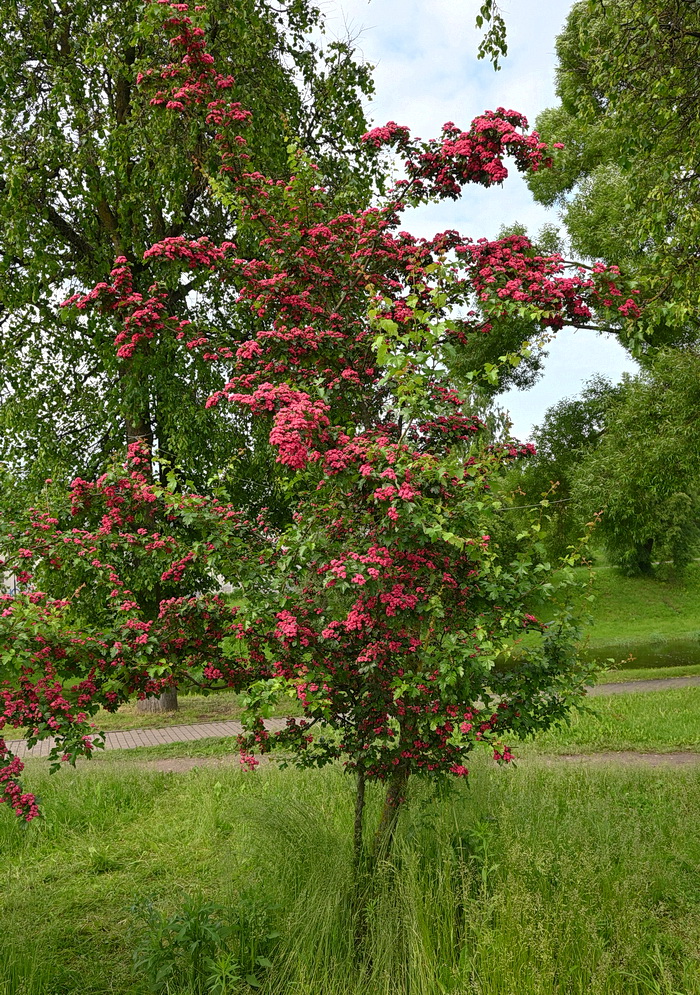 Image of Crataegus &times; media specimen.
