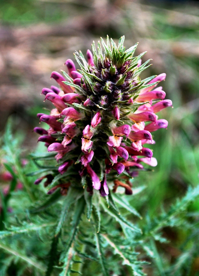 Изображение особи Pedicularis olgae.