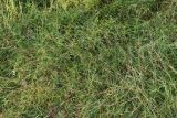 Sieglingia decumbens