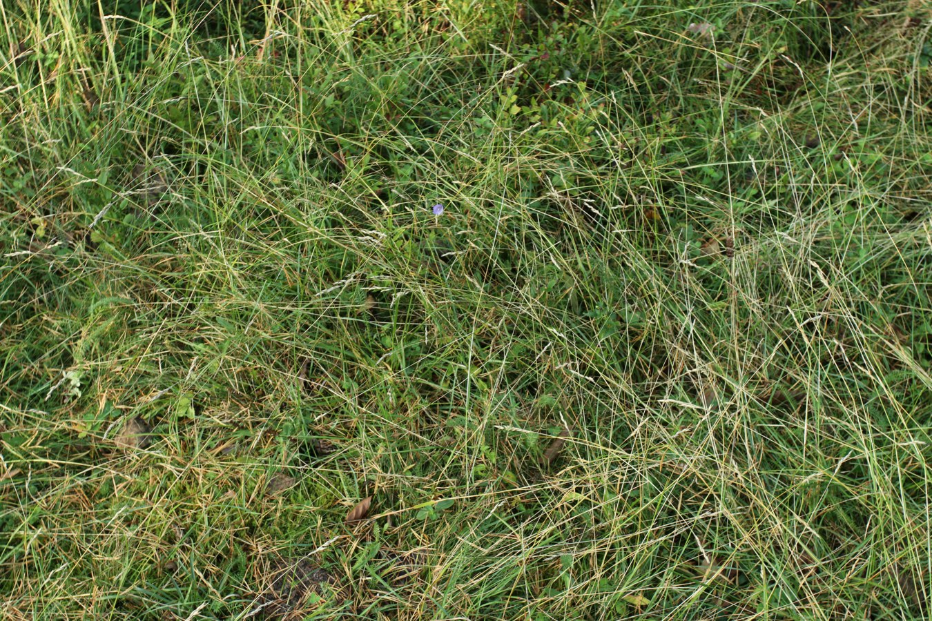 Image of Sieglingia decumbens specimen.