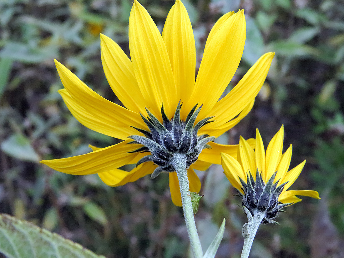 Изображение особи Helianthus tuberosus.