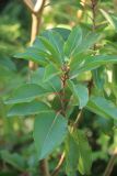 Смотреть изображение Arbutus andrachne