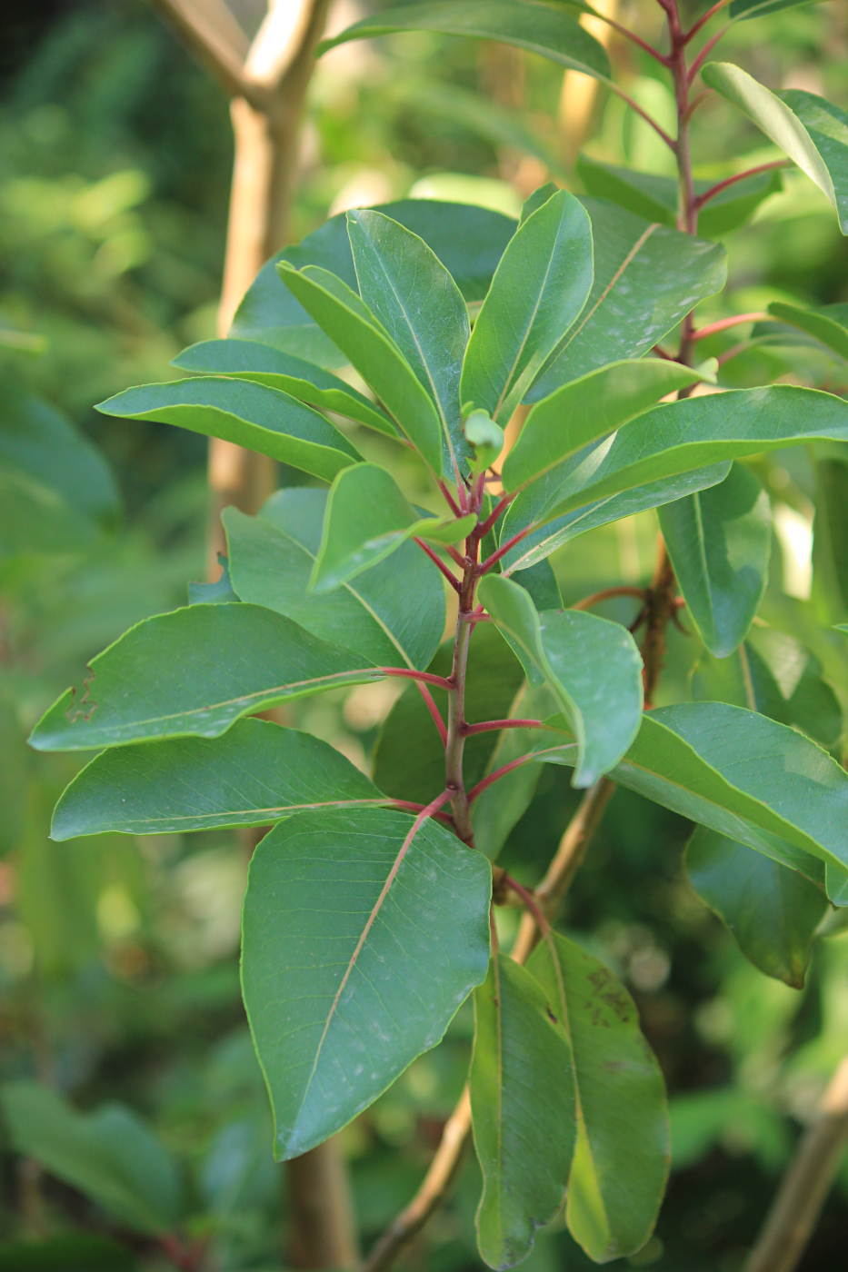 Изображение особи Arbutus andrachne.