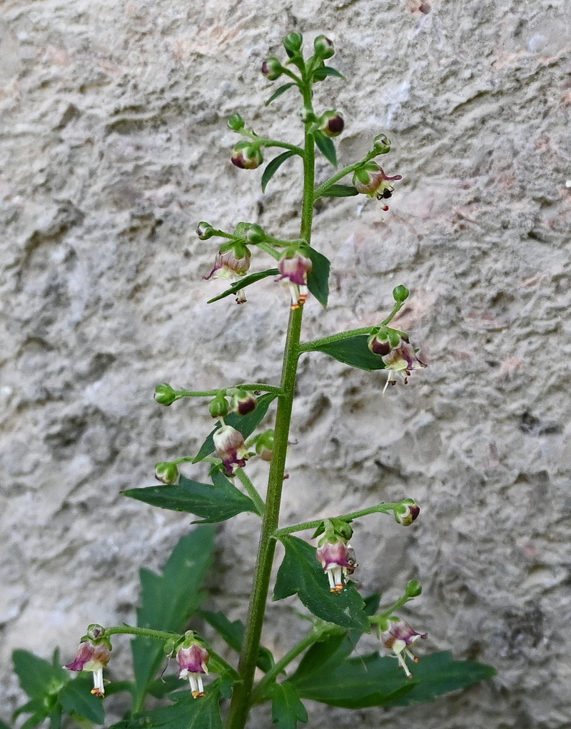 Изображение особи Scrophularia rupestris.