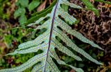 семейство Polypodiaceae. Часть вайи с сорусами (вид на абаксиальную поверхность). Португалия, Азорские о-ва, о-в Сан-Мигел, кальдера вулкана Фурнаш, парк \"Терра-Ноштра\", каменистый берег ручья, в культуре. 13.08.2025.