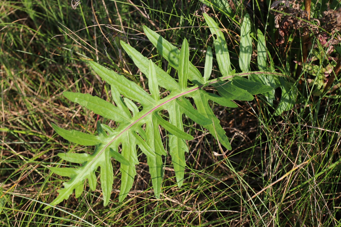 Image of Centaurea scabiosa specimen.