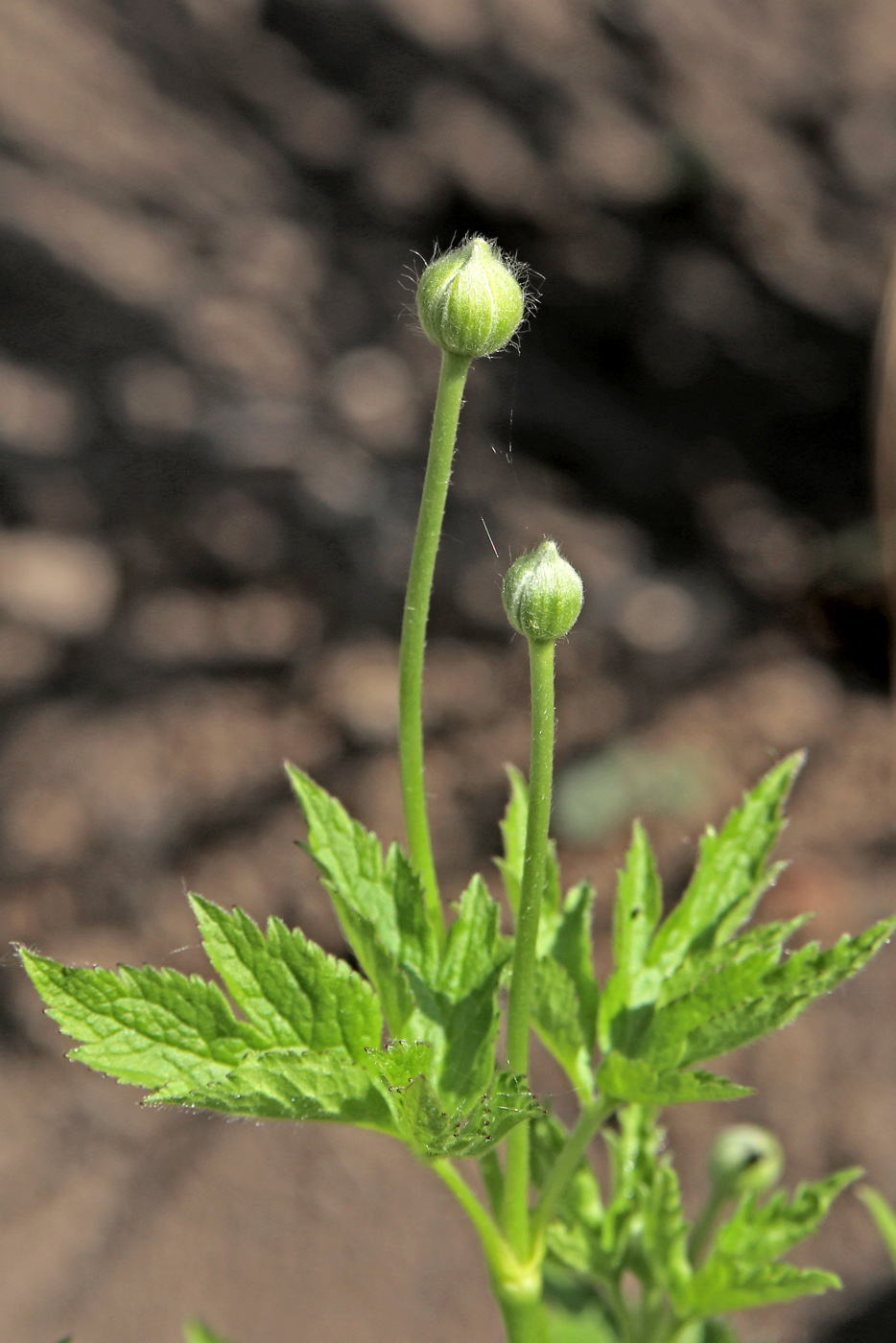 Image of Anemone cylindrica specimen.
