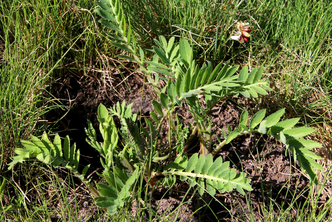 Изображение особи Rhaponticoides ruthenica.