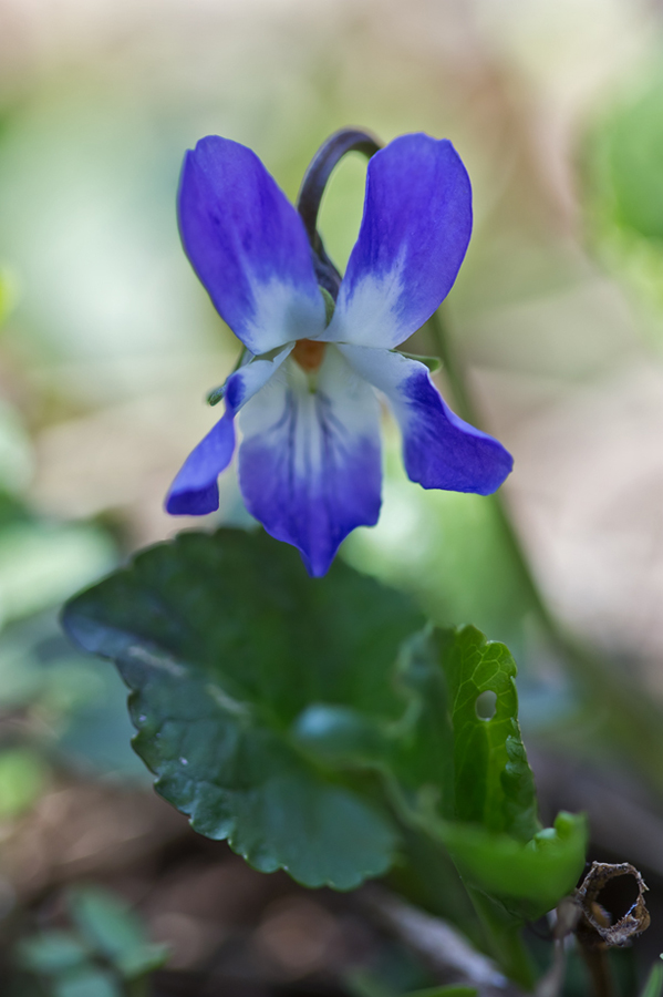 Image of Viola suavis specimen.