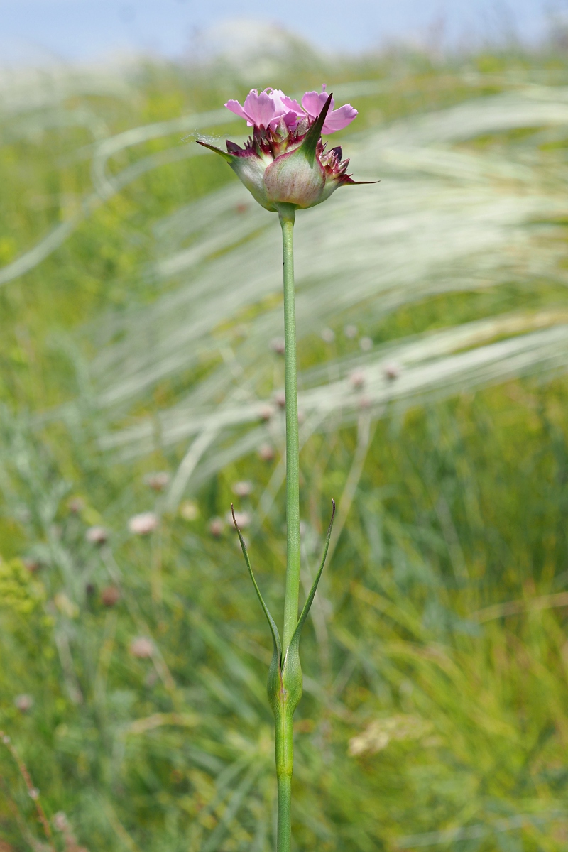 Image of Dianthus andrzejowskianus specimen.