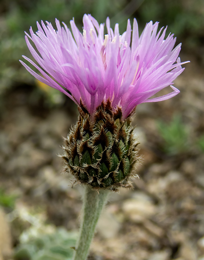 Изображение особи Psephellus declinatus.