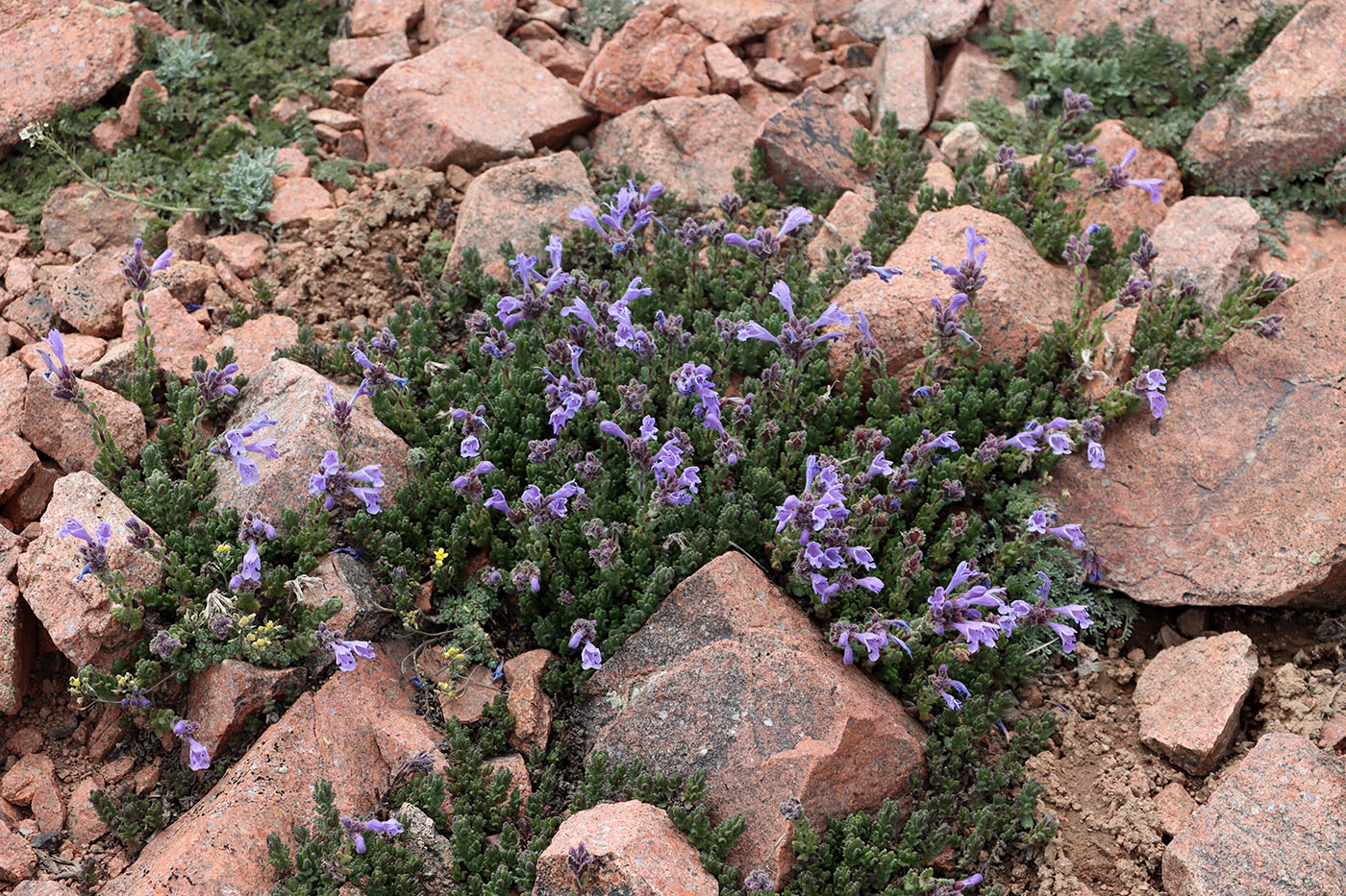 Image of Dracocephalum oblongifolium specimen.