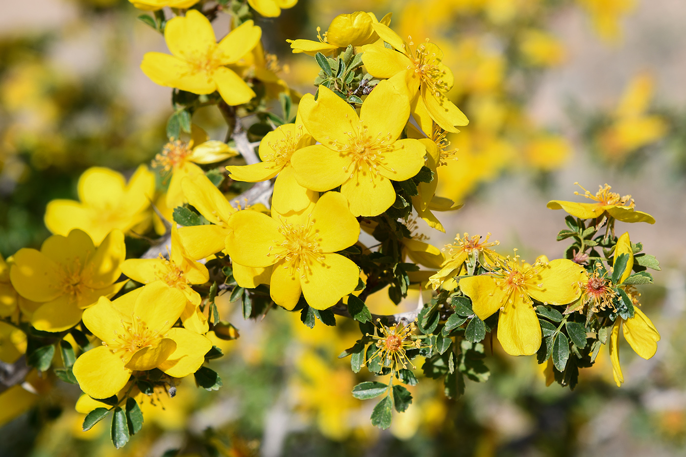 Изображение особи Rosa ecae.