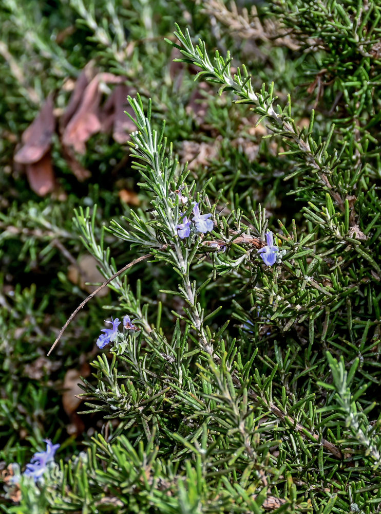 Изображение особи Rosmarinus officinalis.