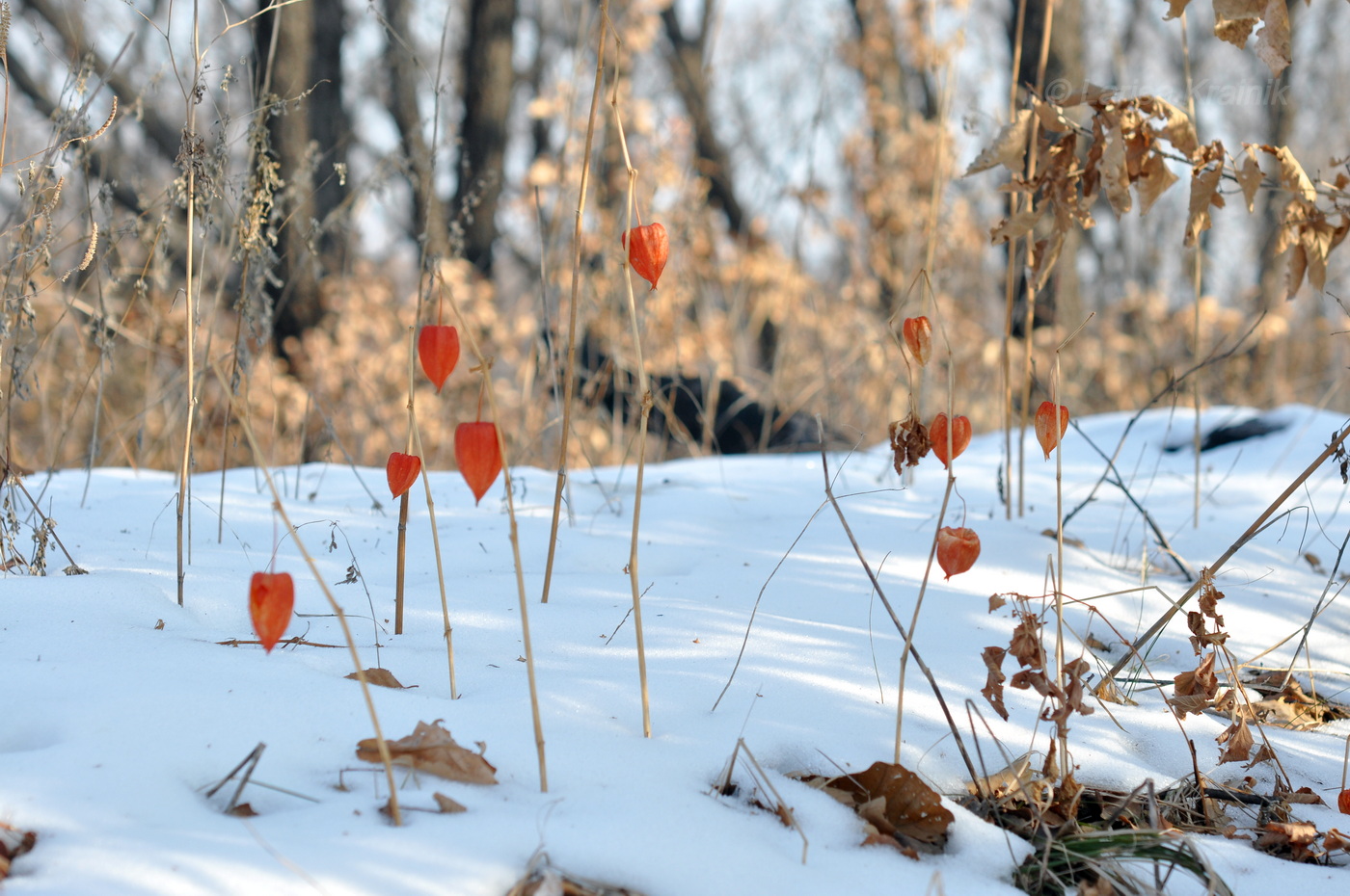 Image of Alkekengi officinarum var. franchetii specimen.