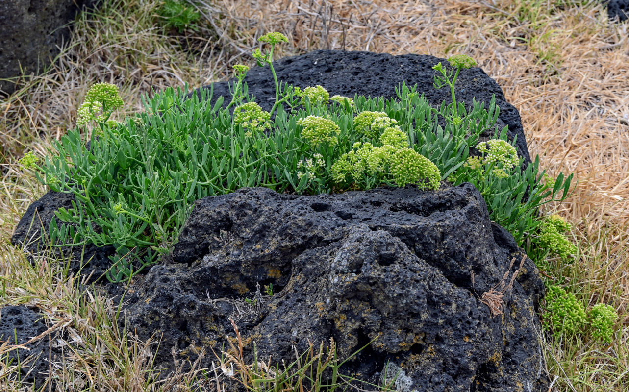 Изображение особи Crithmum maritimum.