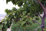 Catalpa bignonioides