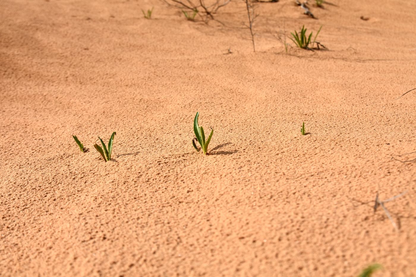 Image of Isatis sabulosa specimen.