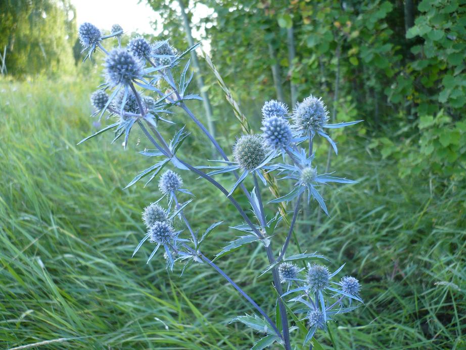 Изображение особи Eryngium planum.