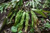 Phyllitis scolopendrium. Вегетирующее растение. Республика Адыгея, дол. р. Аминовка, 1 км вверх по течению от пос. Каменномостский, широколиственный лес. 3 апреля 2026 г.